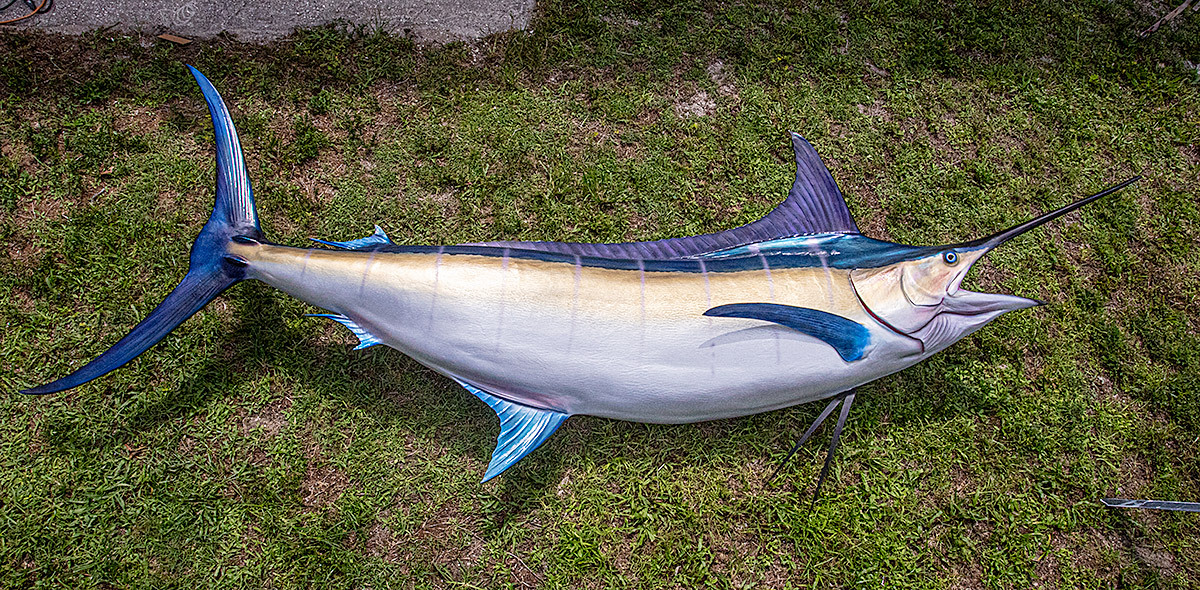 Blue Marlin at The Fish Mount Store